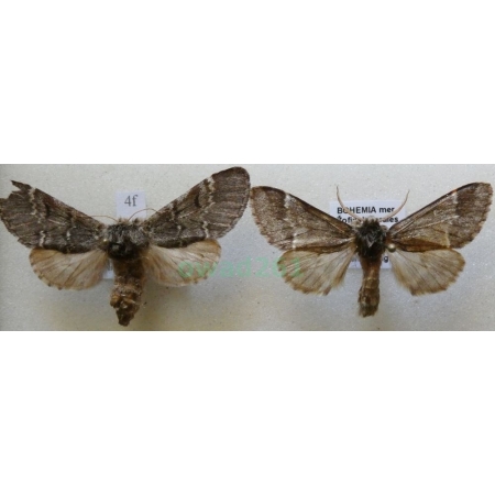 Drymonia dodonaea (Denis & Schiffermüller, 1775) pair Dąbrówka dodona Czech6f